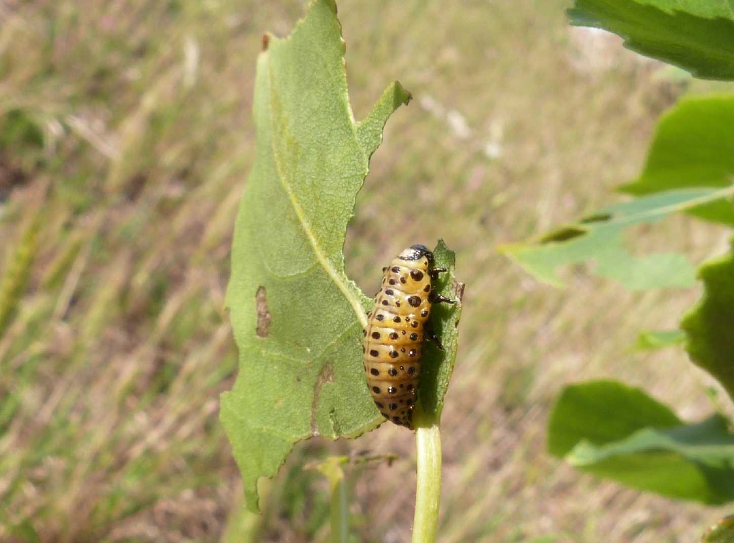 Chrysomela populi: la grande abbuffata